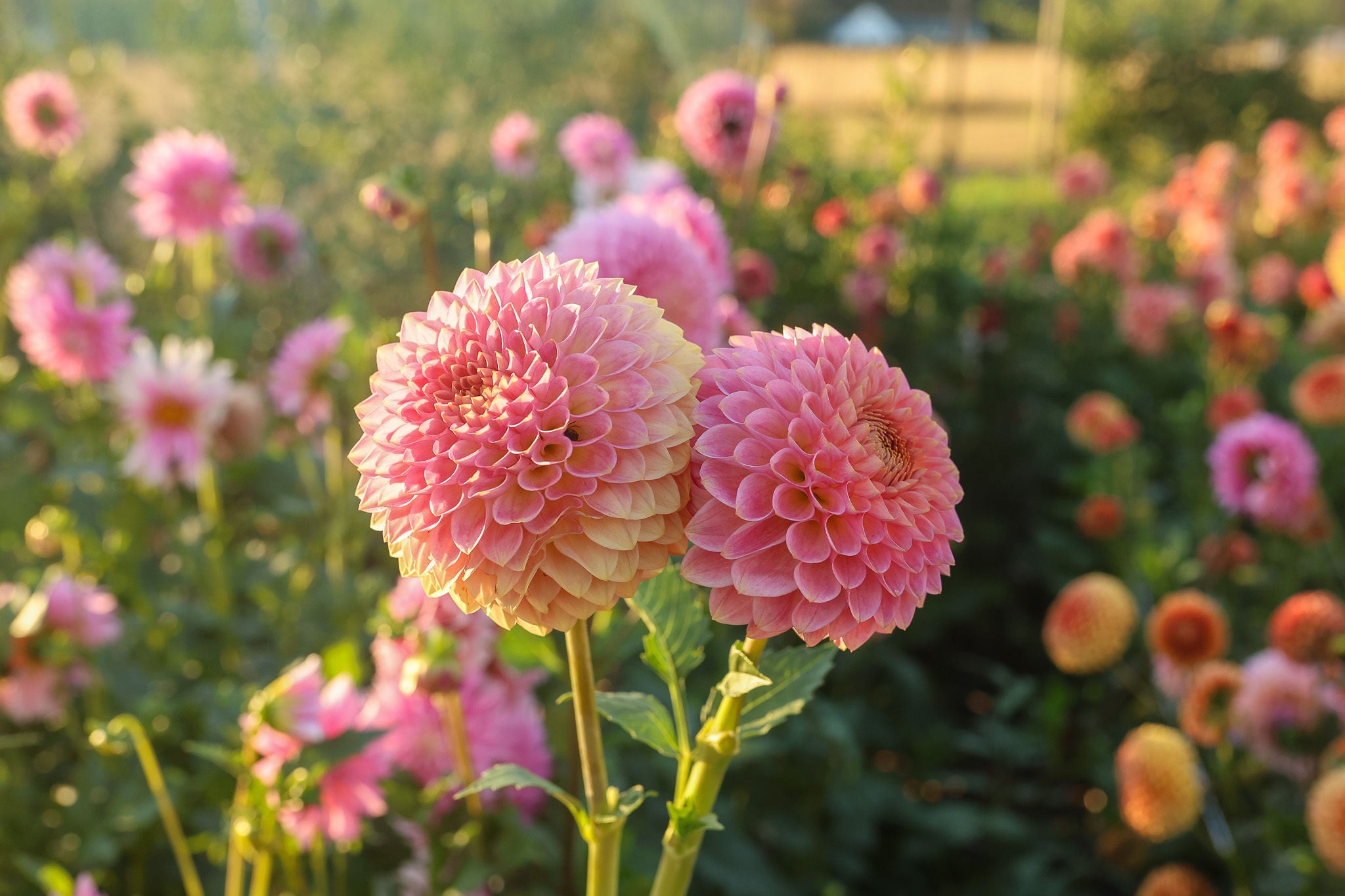 20th Ave Softer Peach