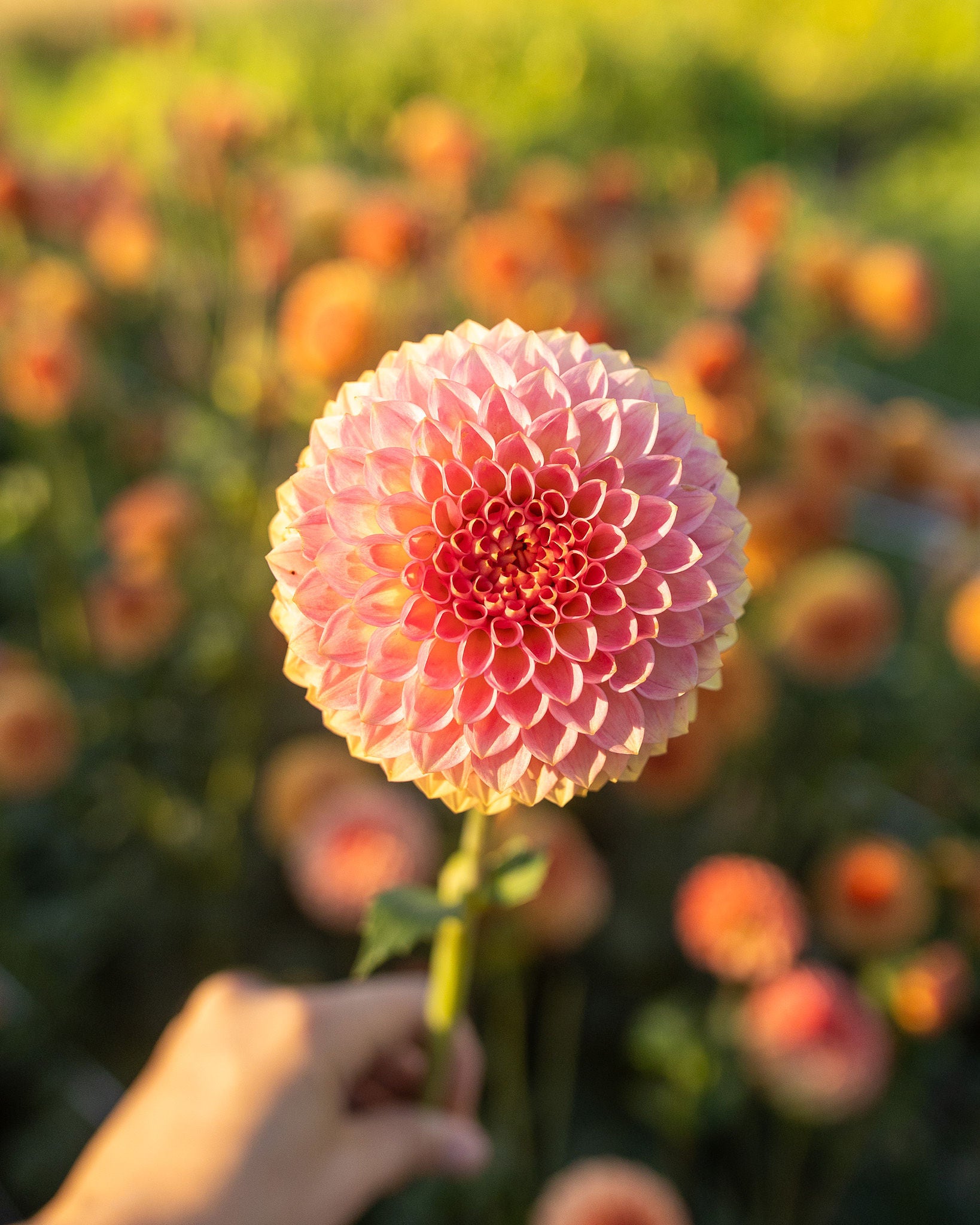 20th Ave Softer Peach