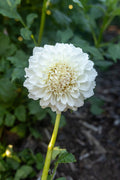 Irish Ruffles