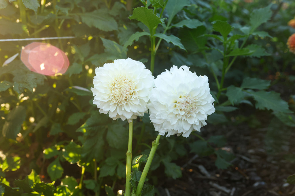Irish Ruffles