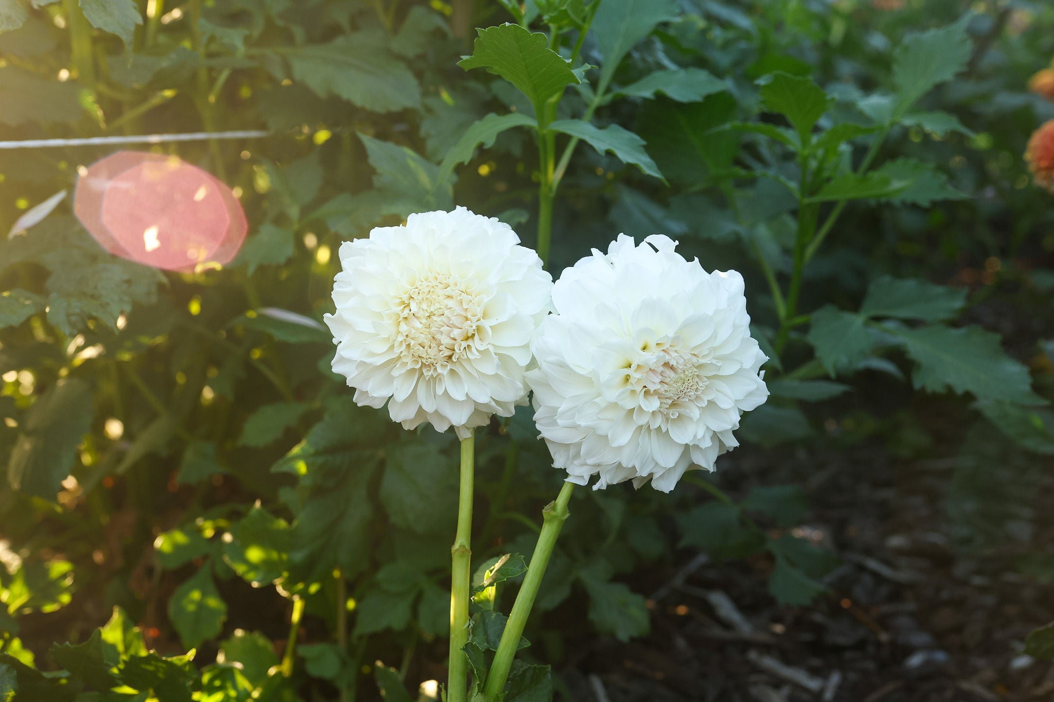 Irish Ruffles