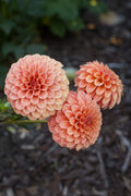 Rose Toscano